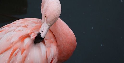 由美かおるの年齢や身長は？太らない食事？結婚歴や若い頃がかわいい
